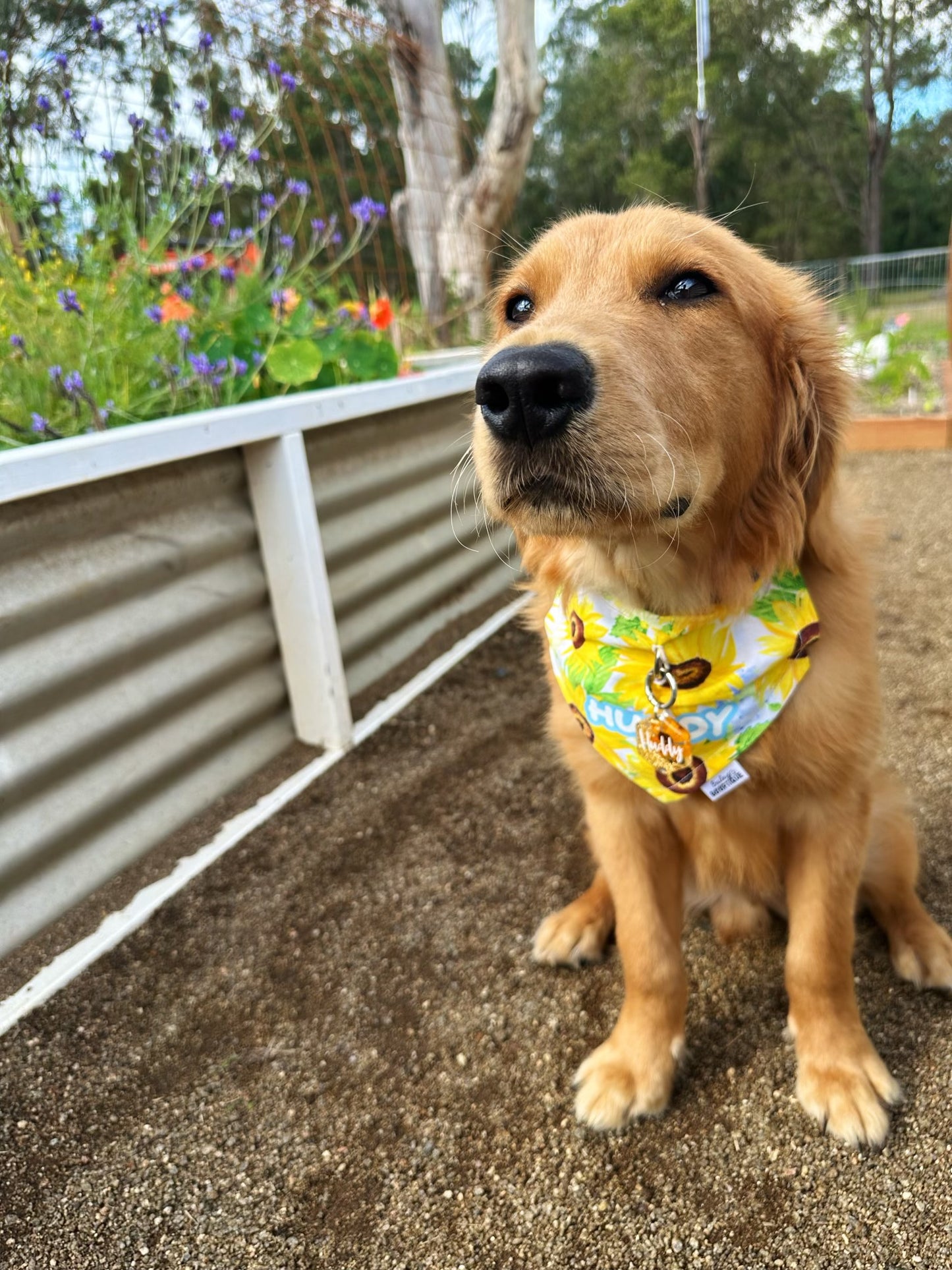 *Discontinued* Sunflower Glow Bandana