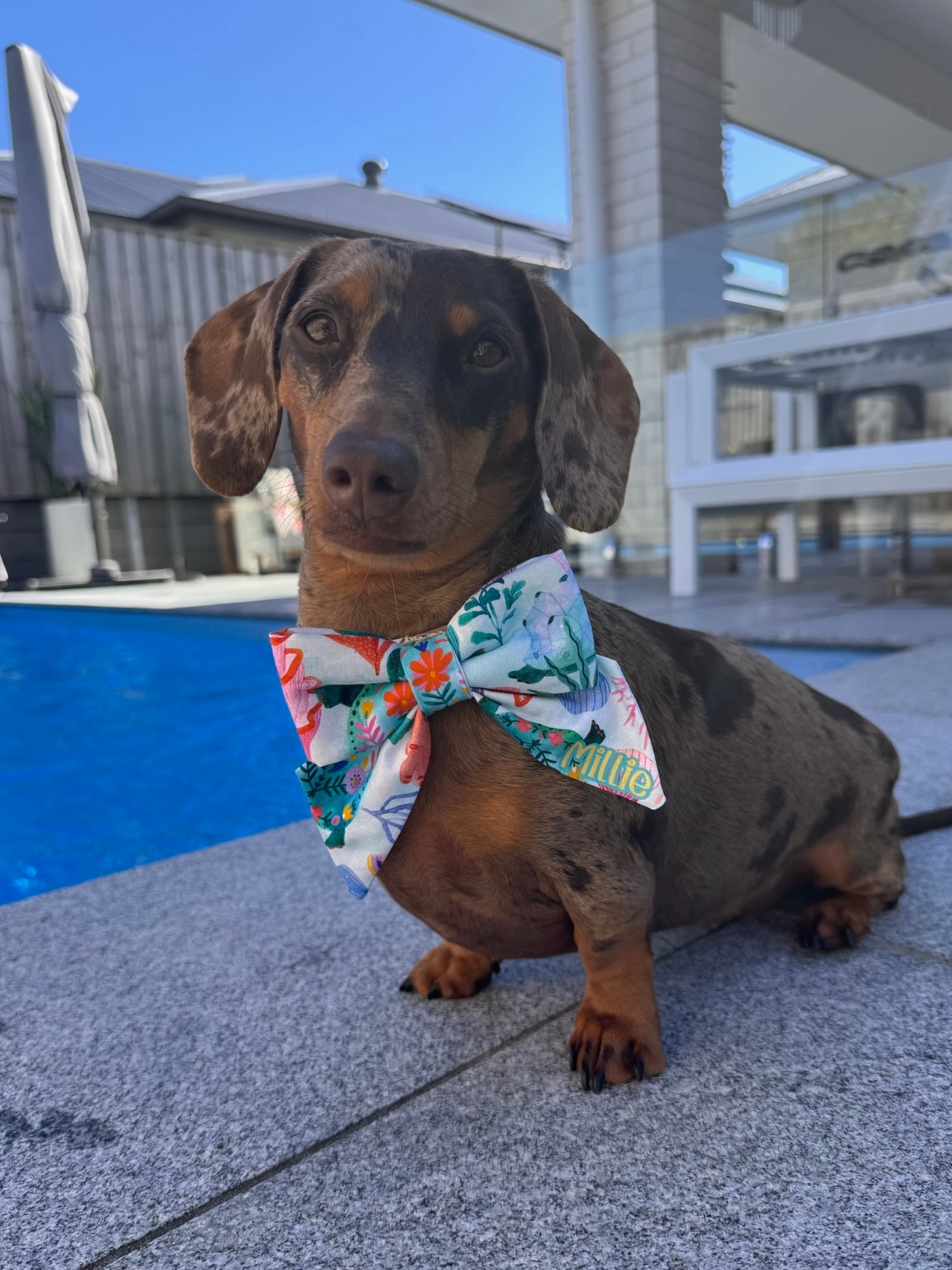 Turtley Awesome Collar Bows