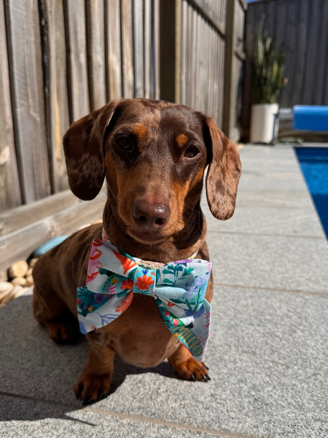 Turtley Awesome Collar Bows
