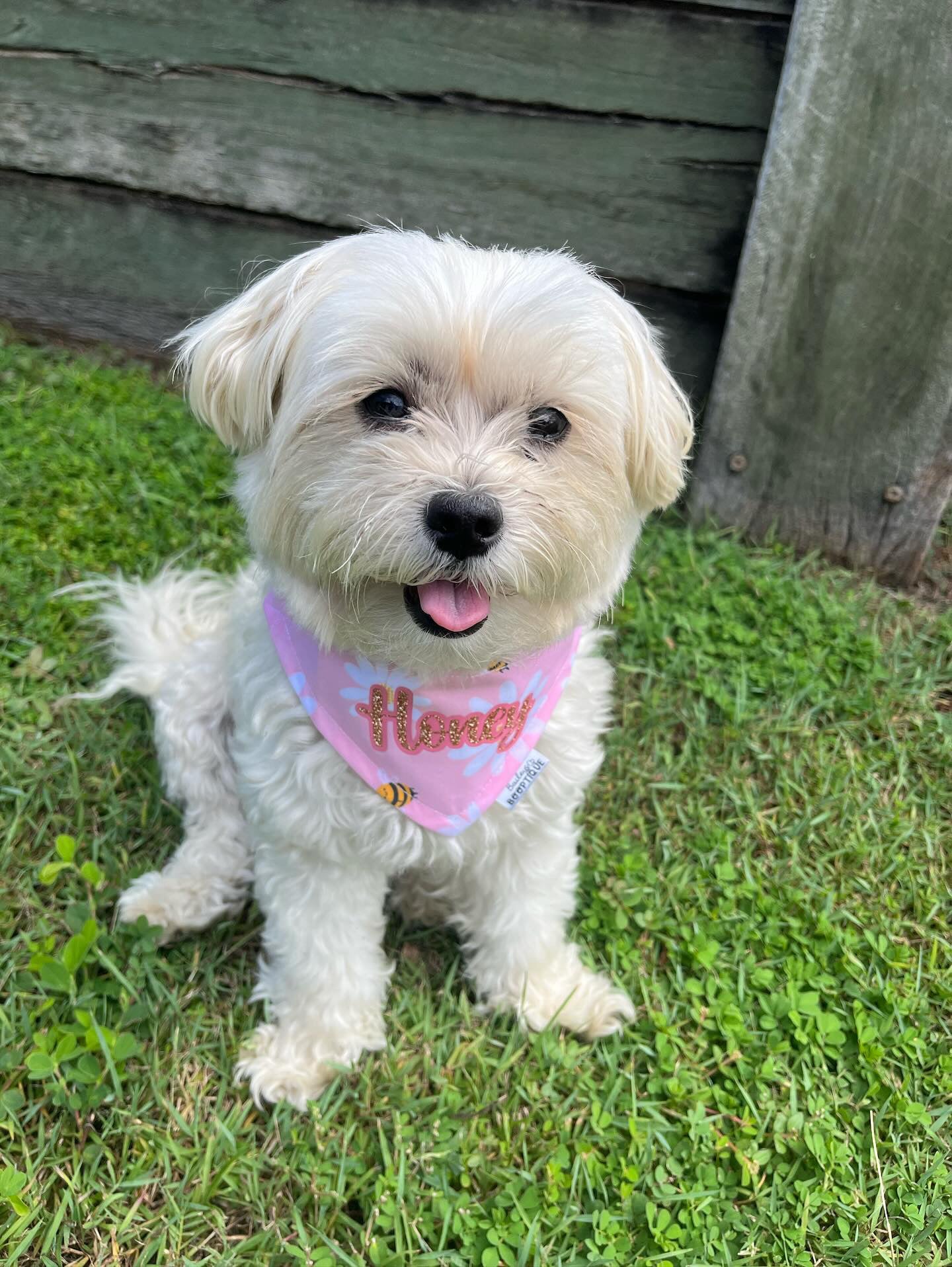 *Discontinued* Pink Bee Bandana