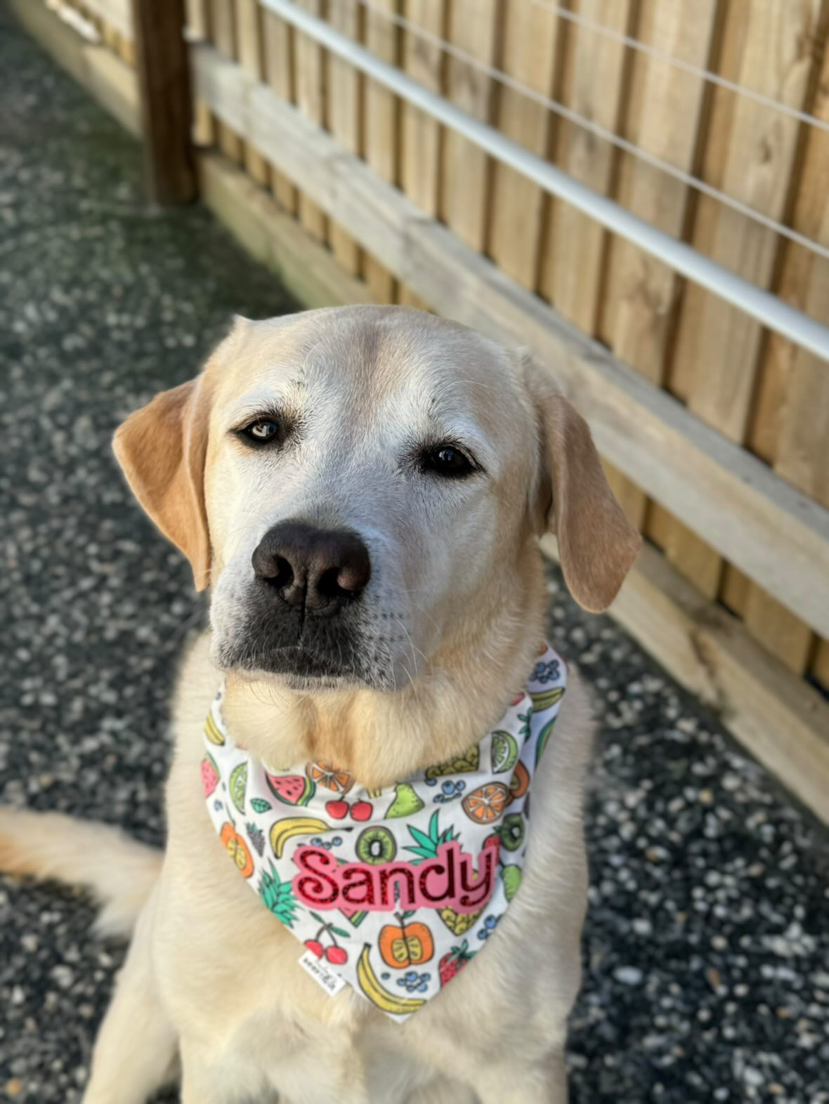 *Discontinued* Fruit Bonanza Bandana