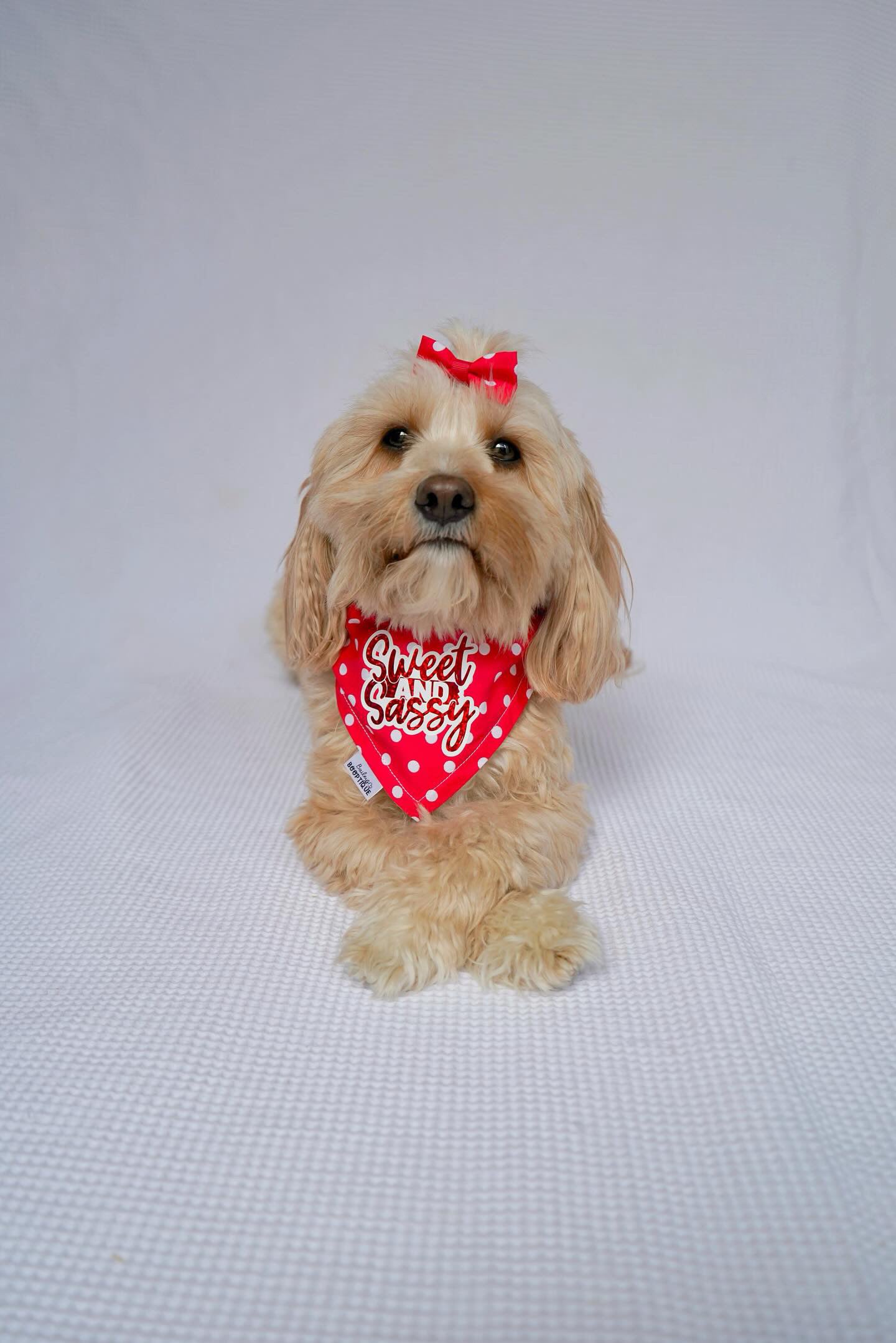 Sweet & Sassy Customisable Bandana