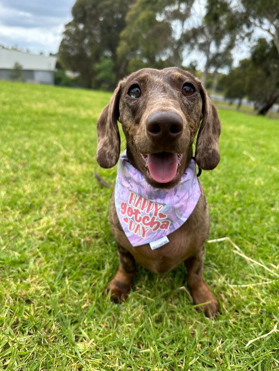 Happy Gotcha Day Bandana