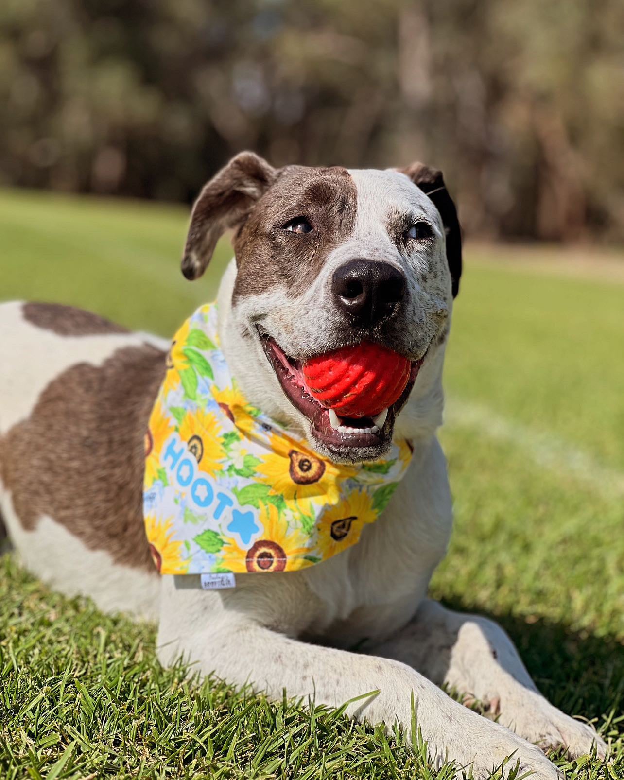 *Discontinued* Sunflower Glow Bandana