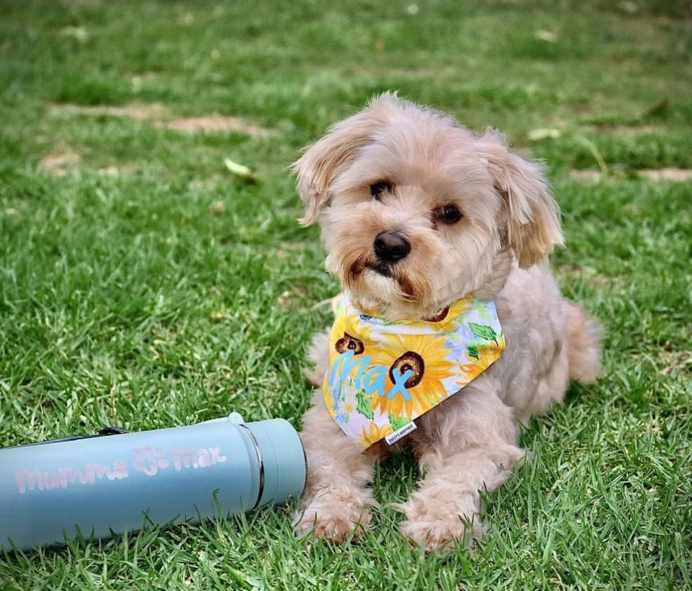 *Discontinued* Sunflower Glow Bandana