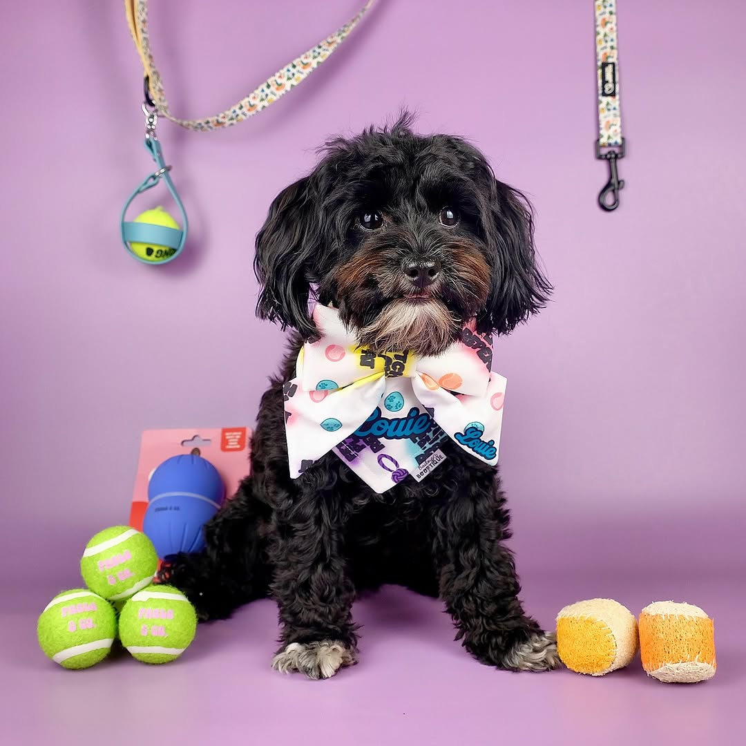 Small Squeaky Tennis balls | Pablo & Co