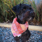 Fire Country Dreaming Custom Bandanas