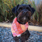 Fire Country Dreaming Custom Bandanas