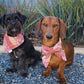 Fire Country Dreaming Collar Bows