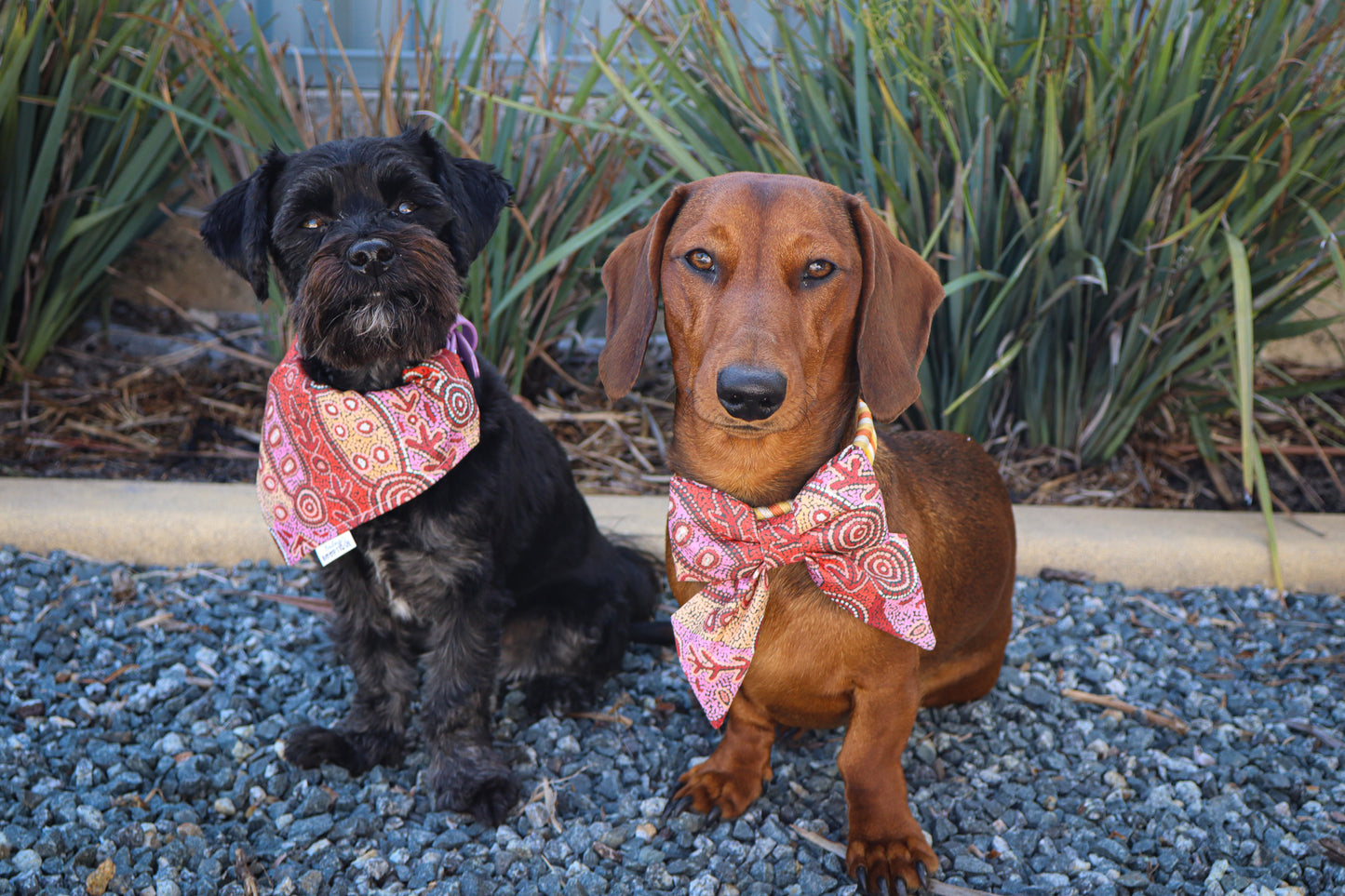 Fire Country Dreaming Collar Bows