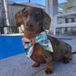 Turtley Awesome Collar Bows