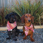 Fire Country Dreaming Collar Bows