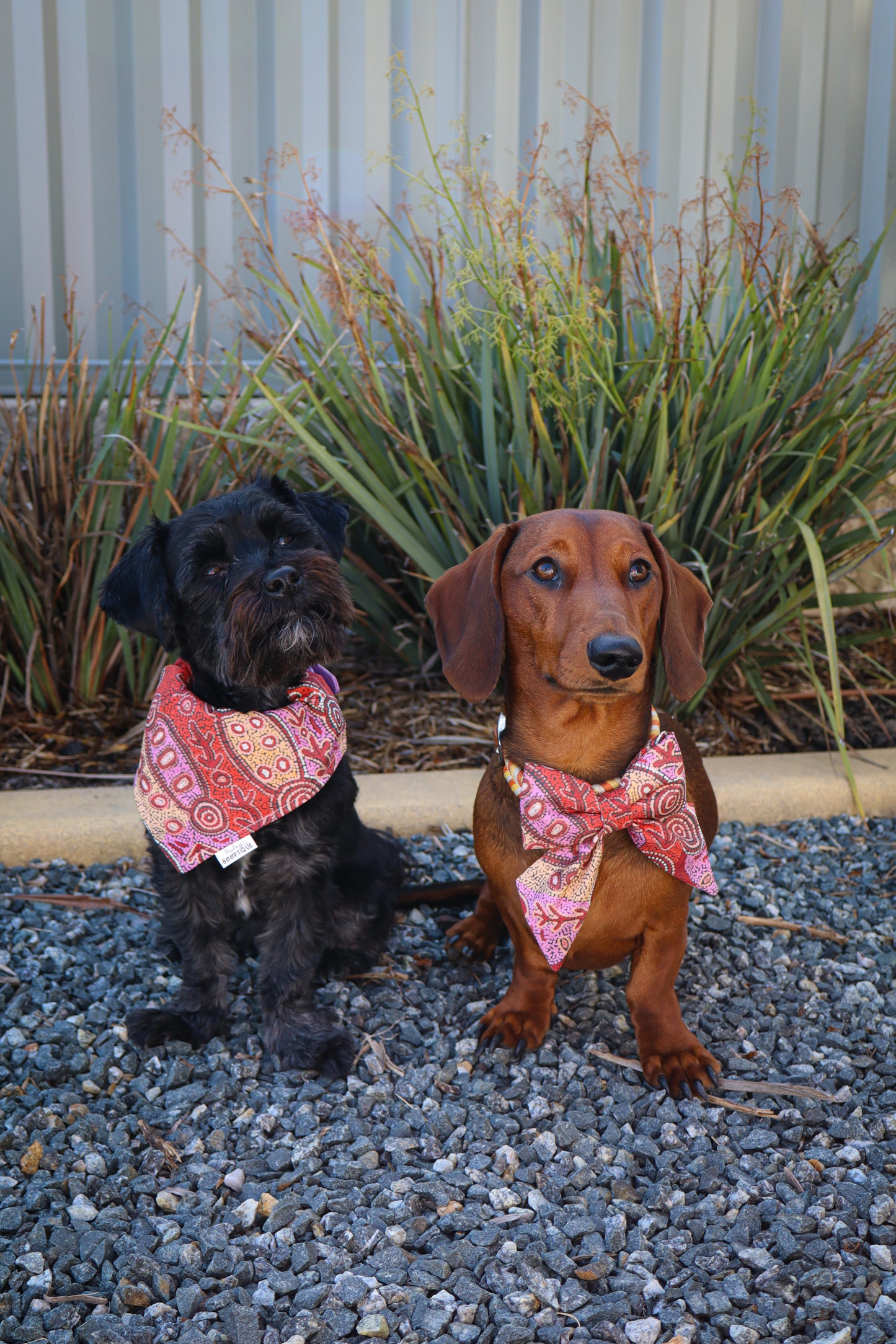 Fire Country Dreaming Collar Bows