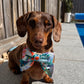 Turtley Awesome Collar Bows
