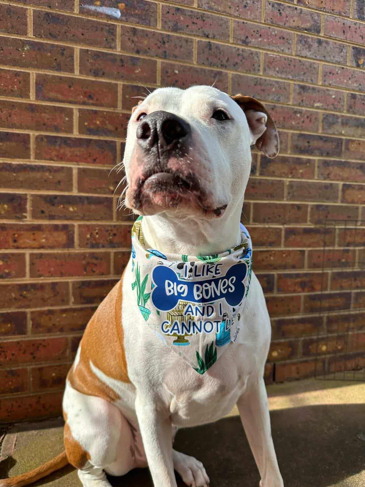 I Like Big Bones And I Cannot Lie Custom Bandana