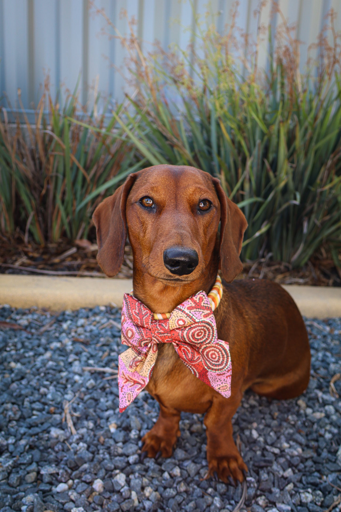 Fire Country Dreaming Collar Bows