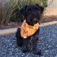 Roo Crew Custom Bandanas