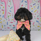 Fairy Bread Collar Bows