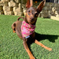 Fairy Bread Custom Bandana