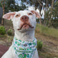 Don't Be A Cuntasaurus Bandana