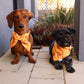 Roo Crew Collar Bows