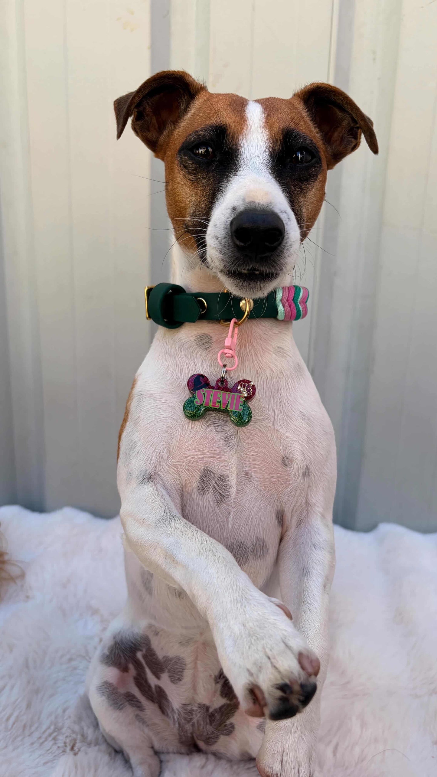 Defying Pawvity Pet ID Tag