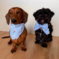 Cottontail Wishes Custom Bandana