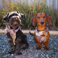 Kinship Collar Bows
