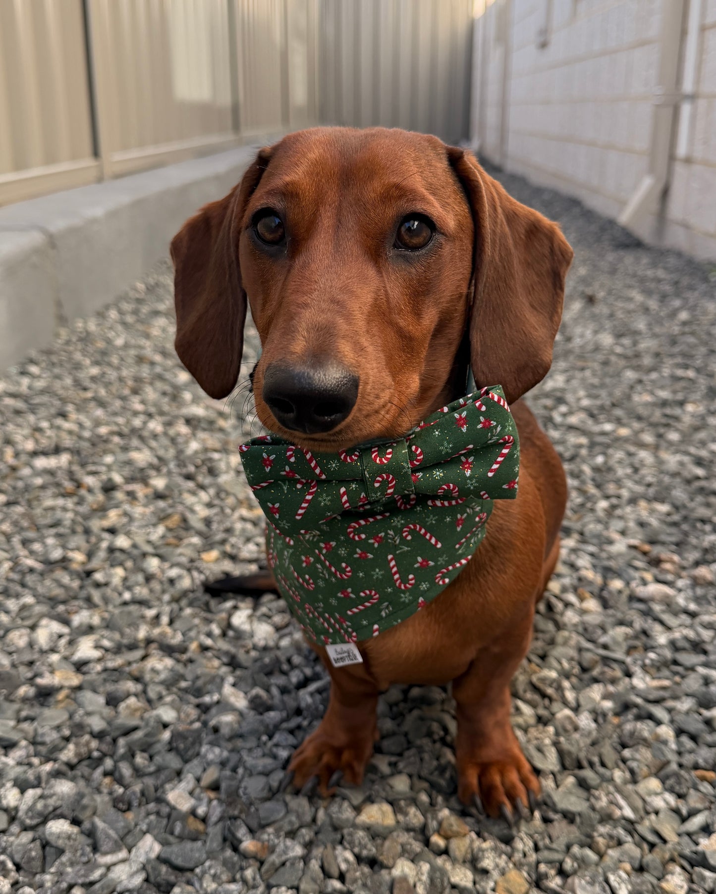 Candy Cane Custom Christmas Bandana