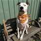 Roo Crew Custom Bandanas