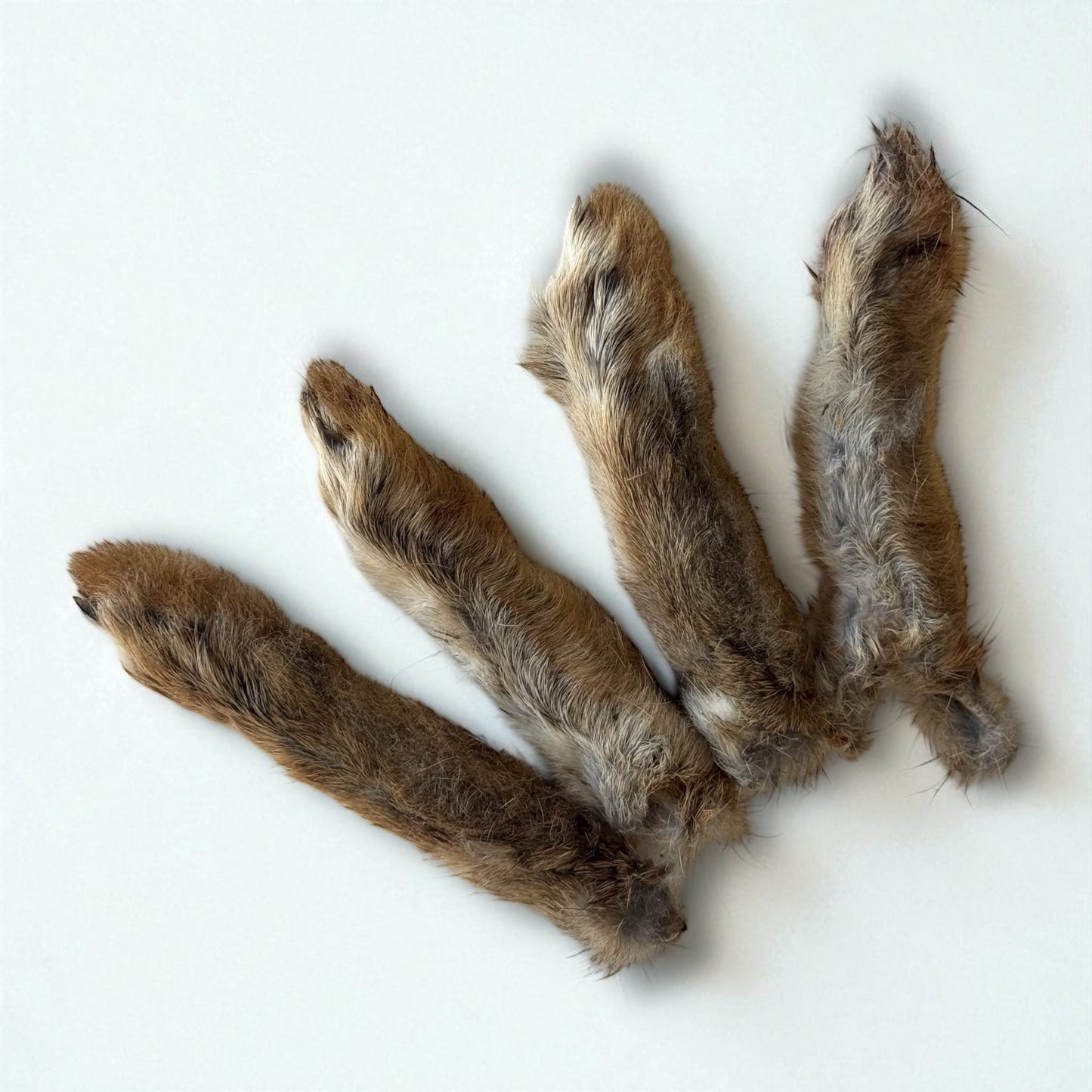 Rabbit Foot With Fur (1pc)